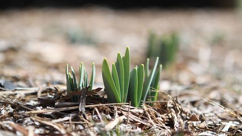 Novel Epigenetic Regulation Mechanism Underlies Improved Stress Response in Plants