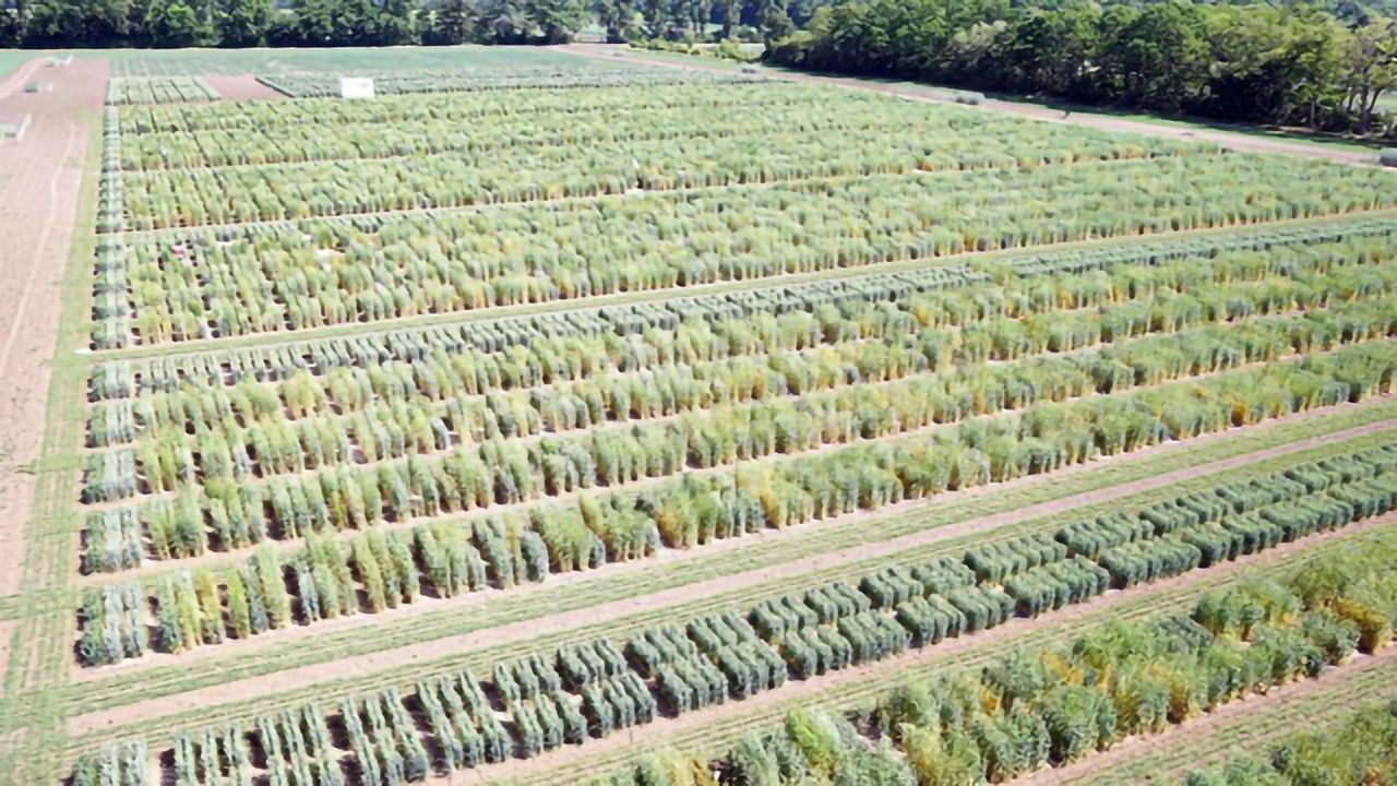 Evaluating Seven Decades of Ex Situ Seed Regeneration