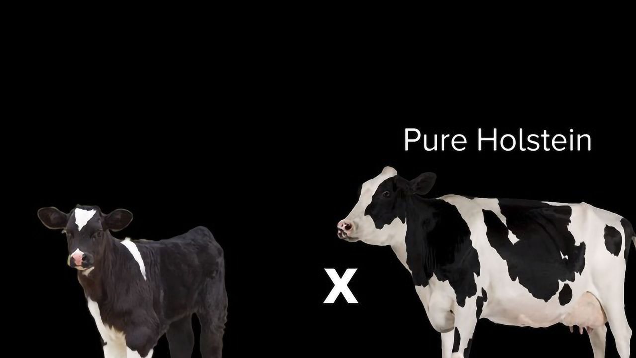 Grabbing the Horns From the Bull