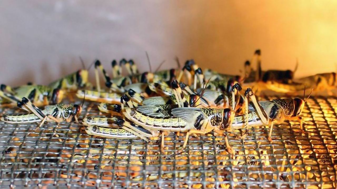 Finding the Right Feed for Our Future Superfoods