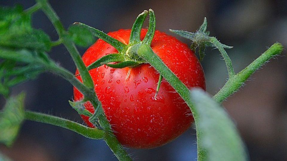 Environmentally Friendly Alternative Could Protect Tomato Crops content piece image