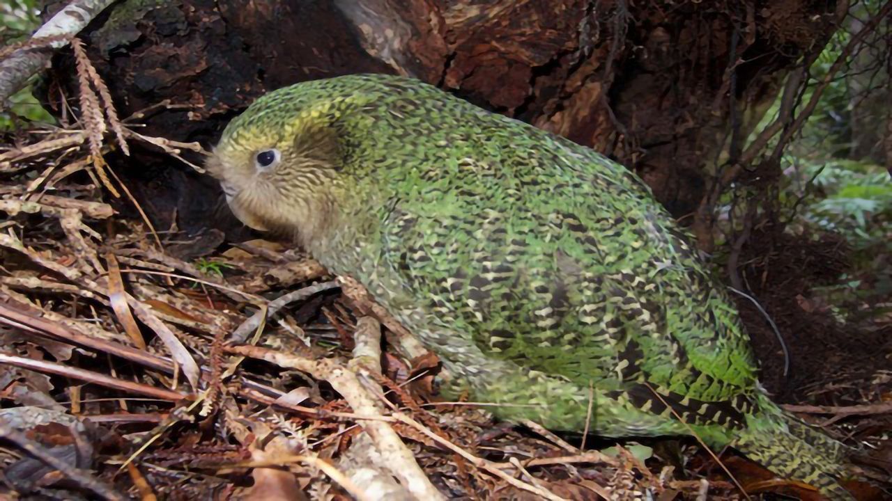 Biodiversity of New Zealand Will Take Millions of Years to Recover