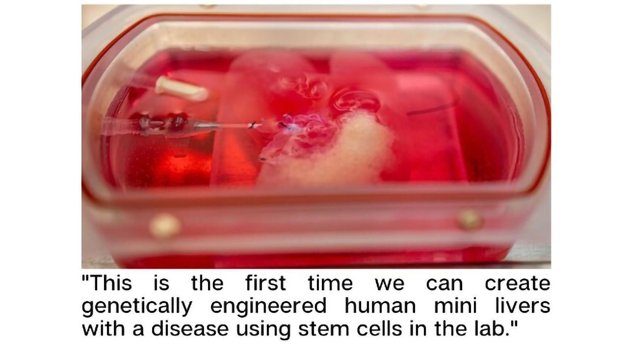 World-first: Genetically Modified Miniature Human Livers Are Grown in the Laboratory