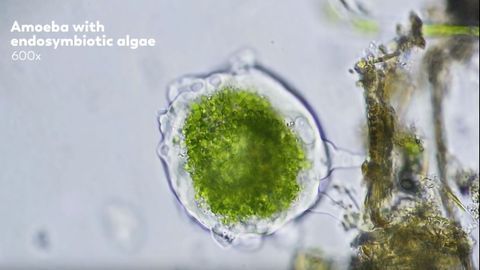 Where Did Eukaryotic Cells Come From? - A Journey Into Endosymbiotic Theory