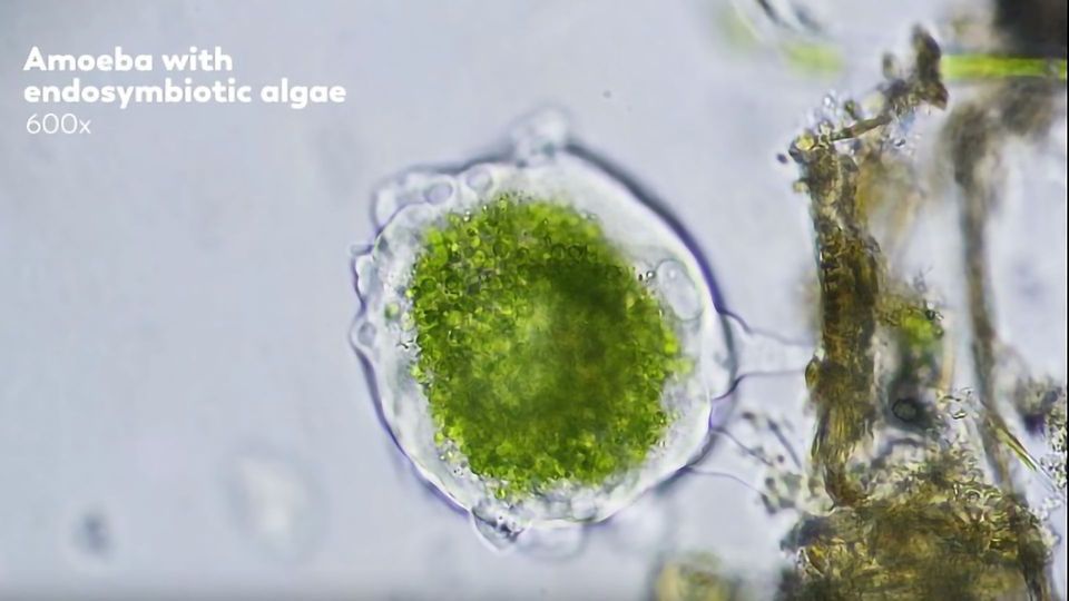 Where Did Eukaryotic Cells Come From? - A Journey Into Endosymbiotic Theory content piece image