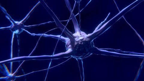 The Proteins That May Hold the Answer to Mature Neuron Regereration