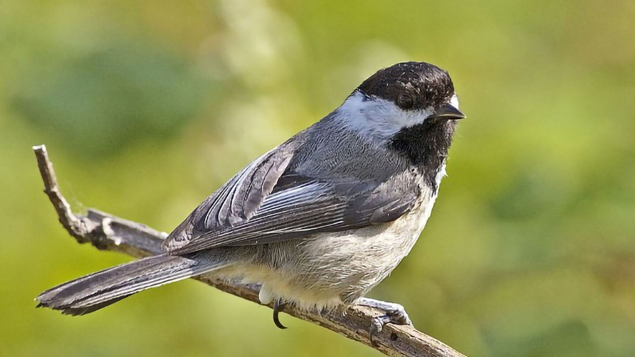 Predator Fear Causes PTSD-like Brain Changes in Prey Animals