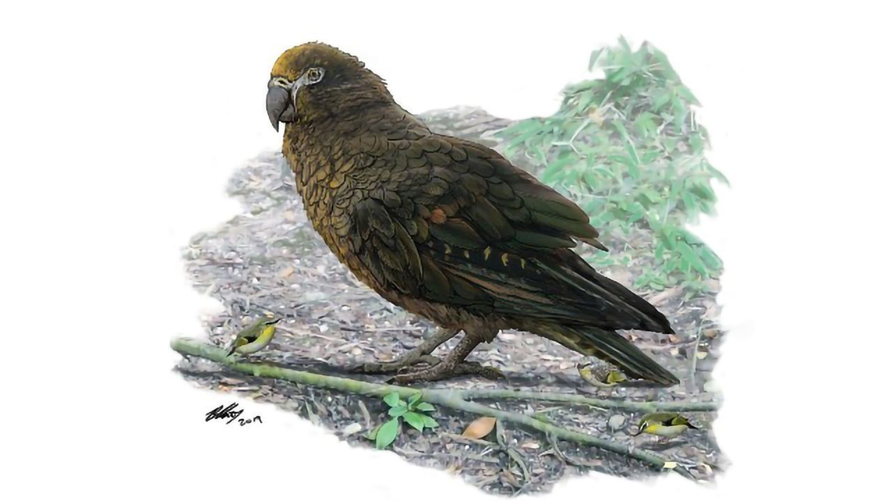 Meet "Hercules", the Child-sized Parrot
