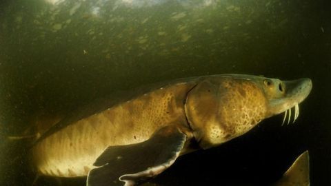 Freshwater Animals Decline by 88%