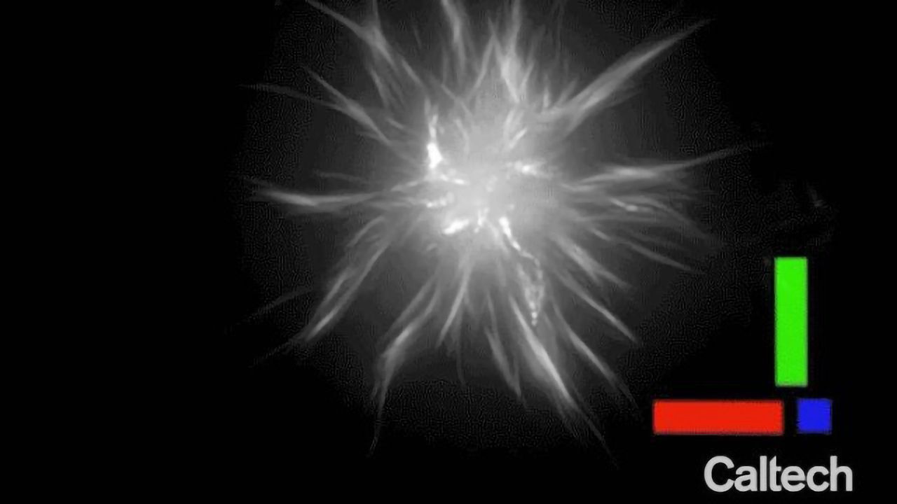 Controlling the Shape-Shifting Skeletons of Cells