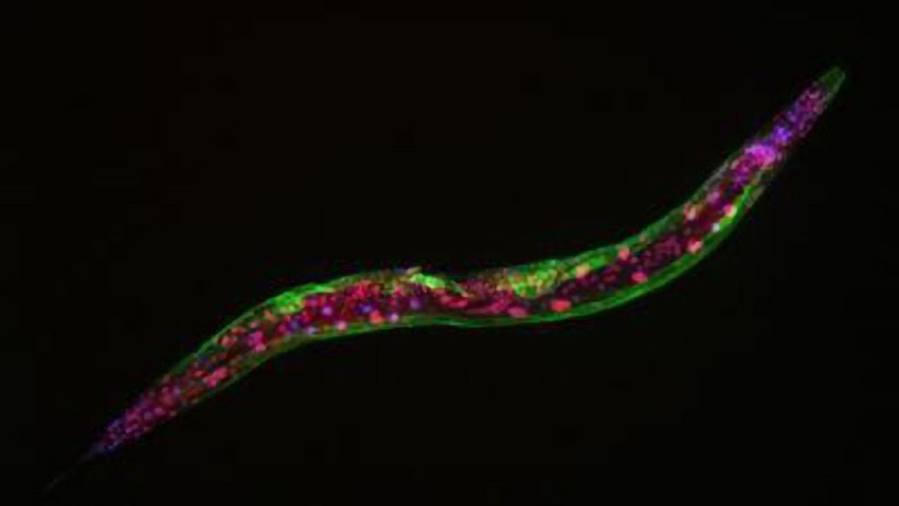 An Epigenetic Chaperone for Healthy Aging?
