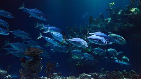 Having the “Memory of a Goldfish” May Not Be All Bad