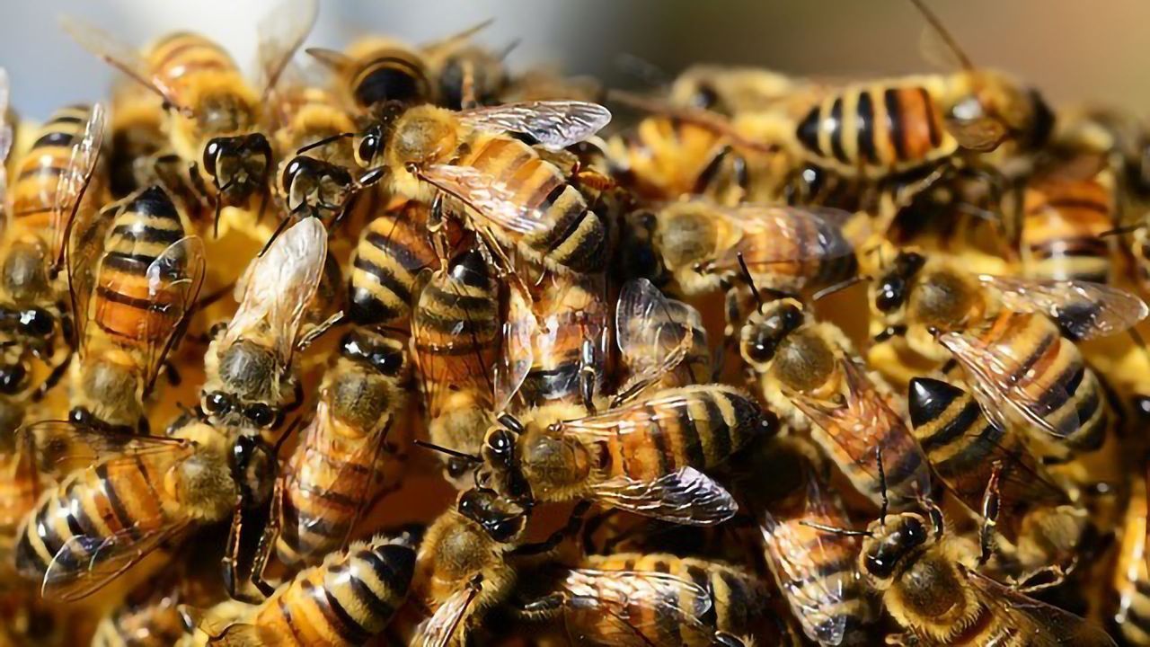 Soaring Toxicity of U.S. Pesticides Puts Future of Insects at Risk