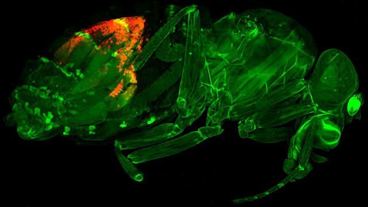 Cell’s Safety Mechanisms That Keep Genetic Parasites Out