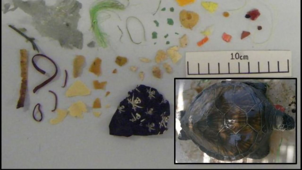 Green Turtles Eat Plastic That Resembles Their Food