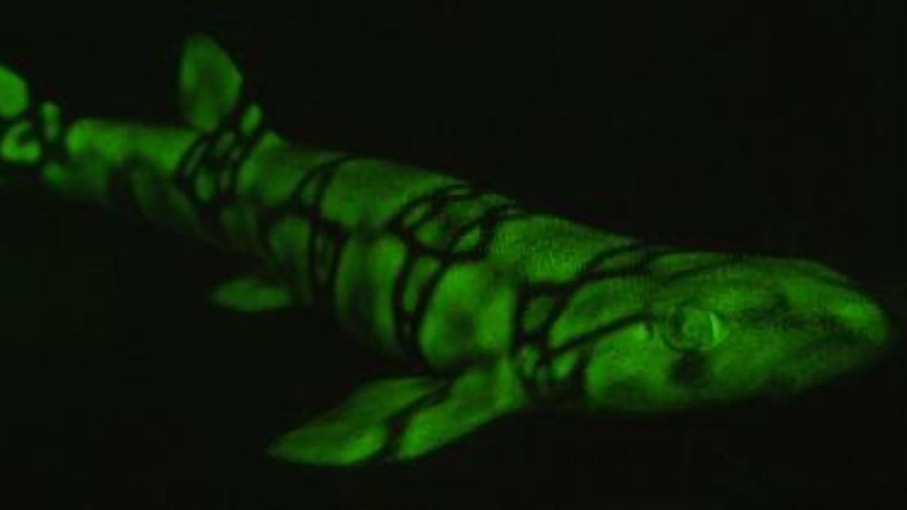 Why Do Some Sharks Glow in the Dark?