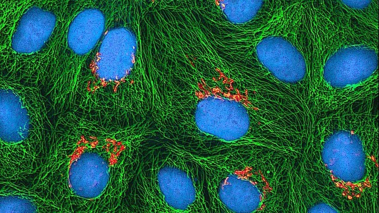 Why Science Can’t Afford Mistakes When It Comes to Cell Line Authenticity