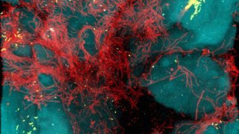 Understanding the Social Life of Bacteria