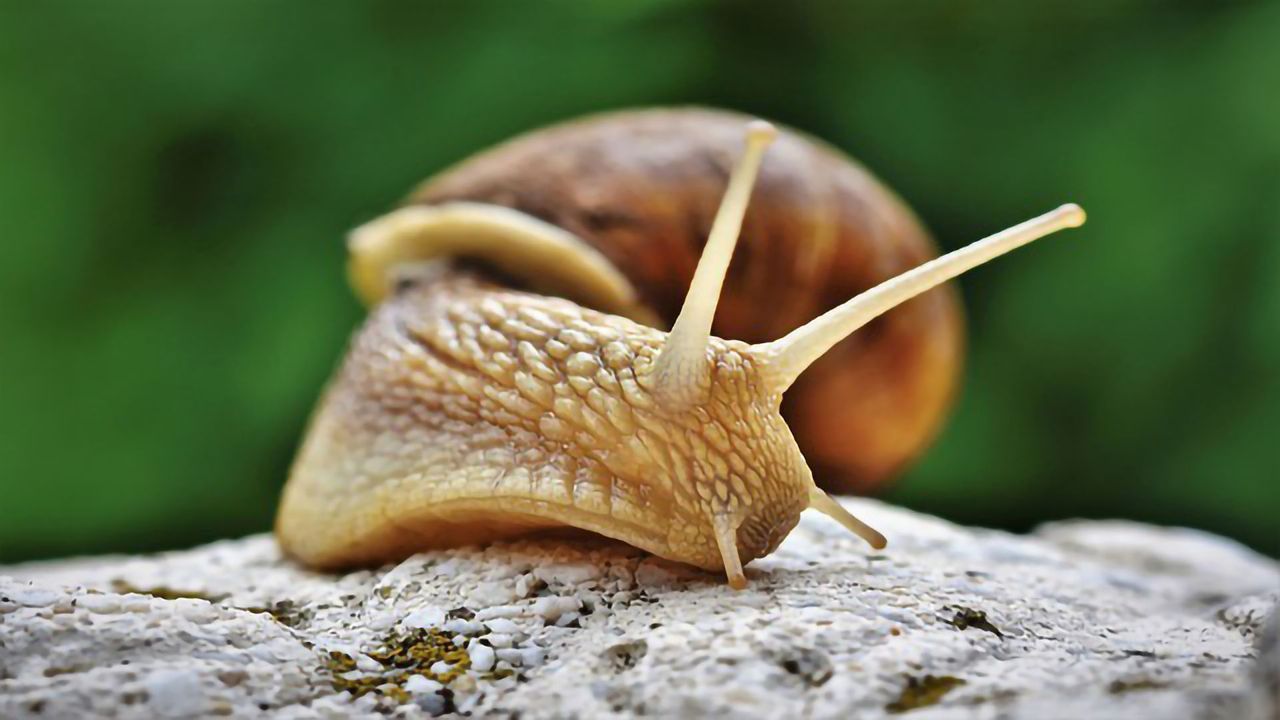 Unraveling the Mystery of the Invasive Snail