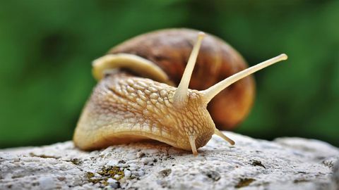Unraveling the Mystery of the Invasive Snail