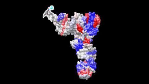 Lost in Translation: Genes Encoding tRNAs May Play a Role in Disease