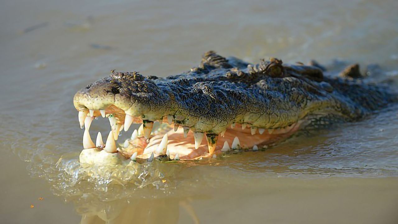 Insights From Crocodile Chompers Could Lead to Bioengineered Teeth
