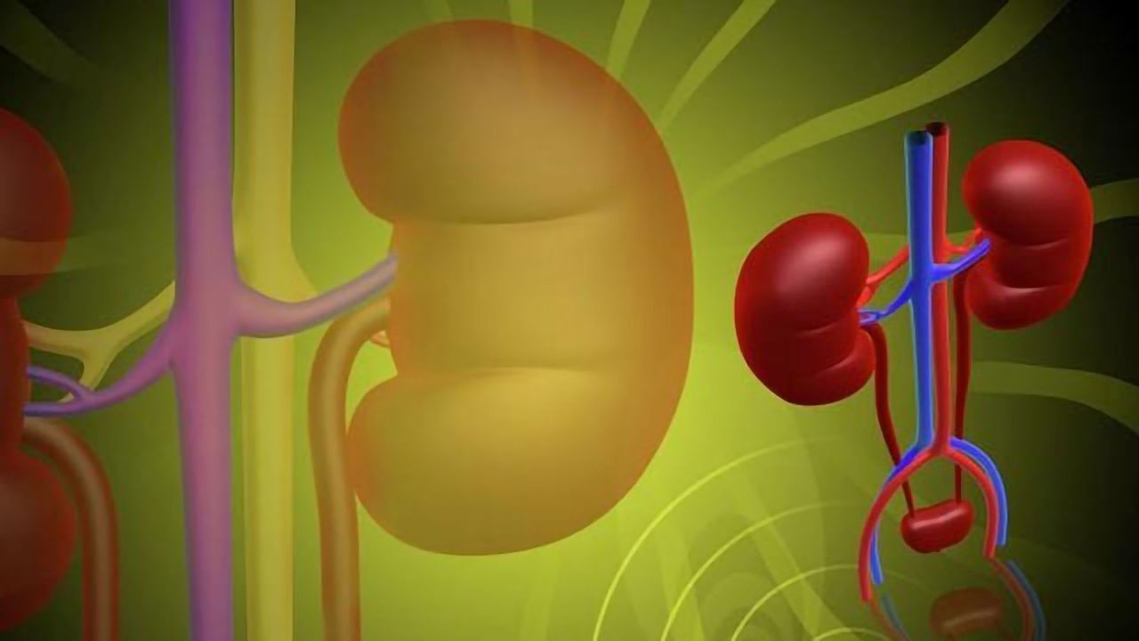 Through the Kidneys and Out of the Body