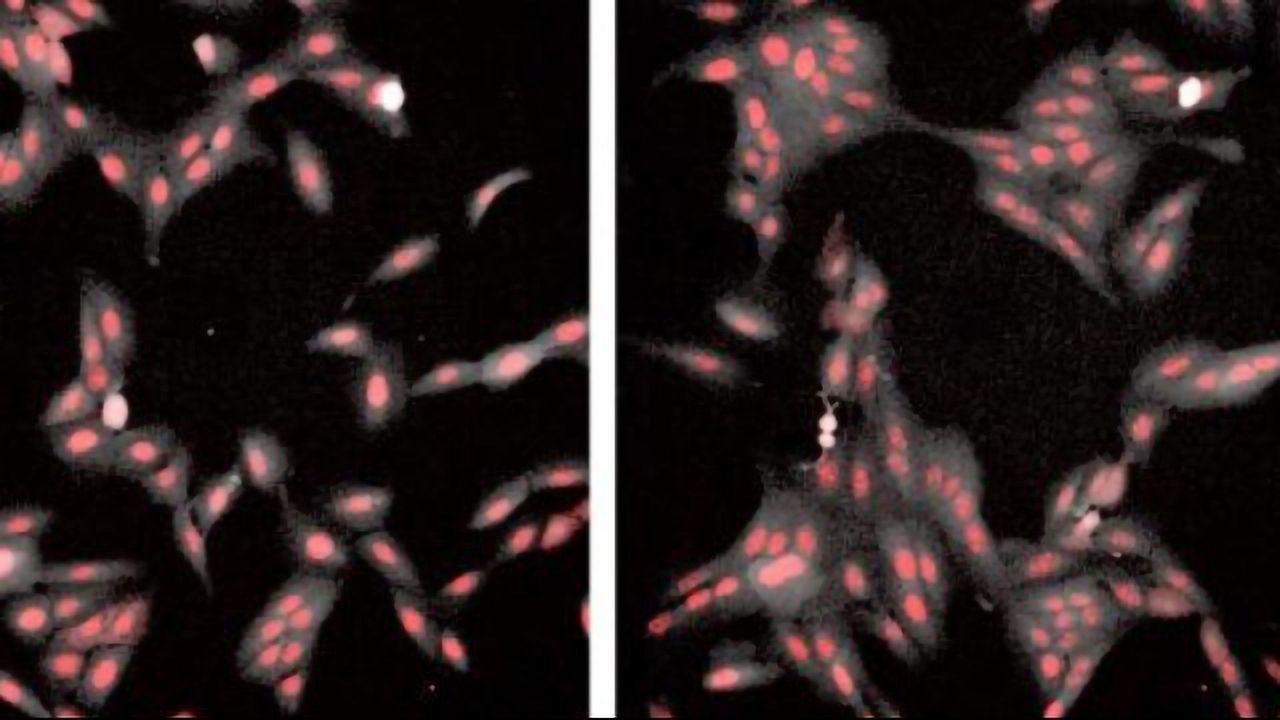 Human Cells Found to Form Fractal-like Clusters