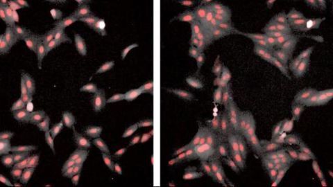 Human Cells Found to Form Fractal-like Clusters