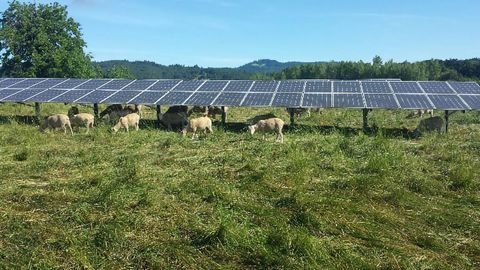 Farming Energy Alongside Food Could Be the Answer
