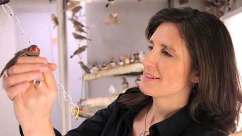 The Amazing Musical Flexibility of the Songbird Brain