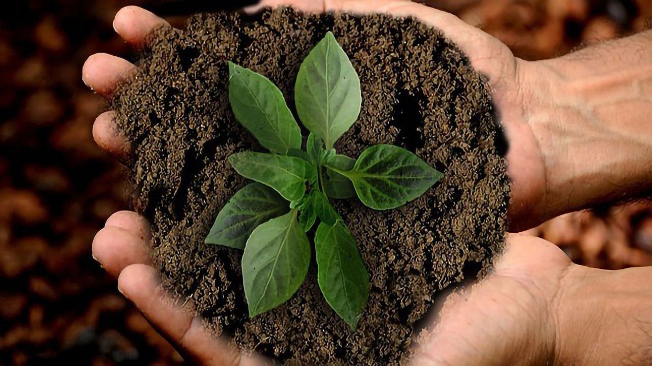 Sticky Proteins Help Plants Know When – and Where – to Grow