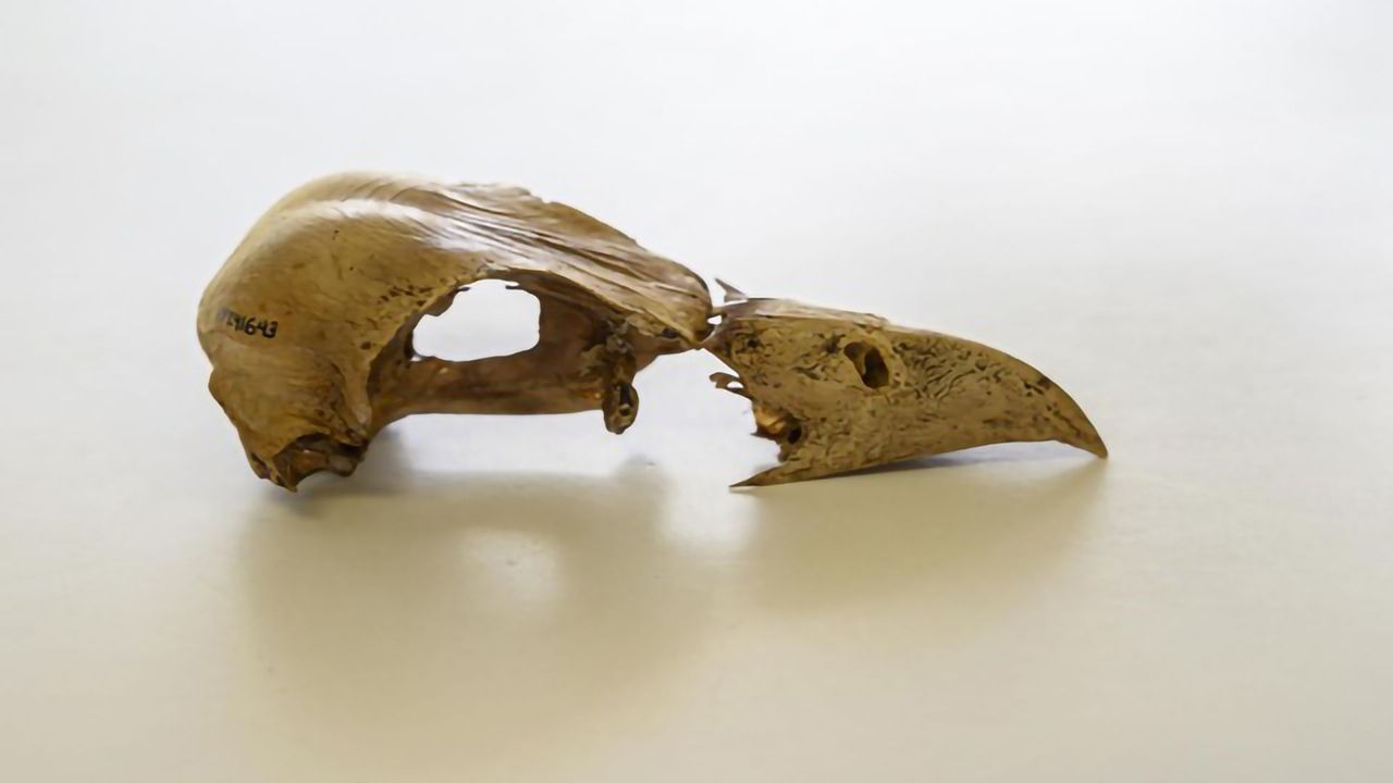 Extinct Caribbean Bird Yields DNA After 2,500 Years