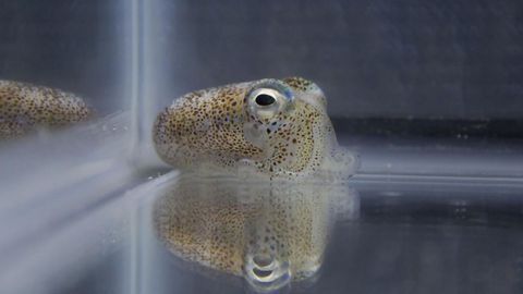 Genetic Redundancy Gives Bacteria an Advantage in Symbiosis With Squid