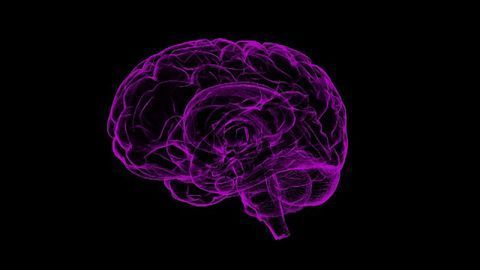 Ageing Process Reversed in Rat Brain Stem Cells