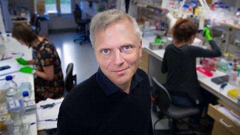 New Pain-sensitive Organ Found in Skin
