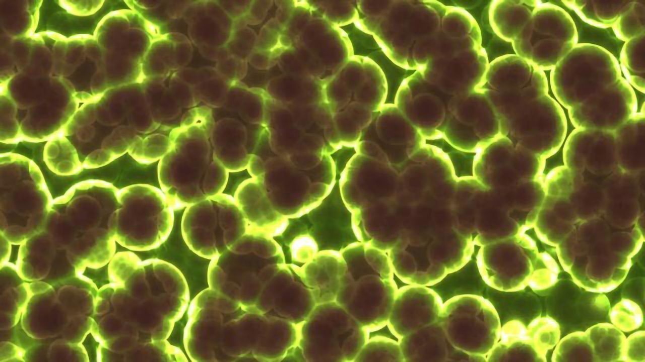 Microorganisms in Poop May Help Treat Skin Cancer