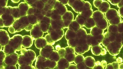 Microorganisms in Poop May Help Treat Skin Cancer