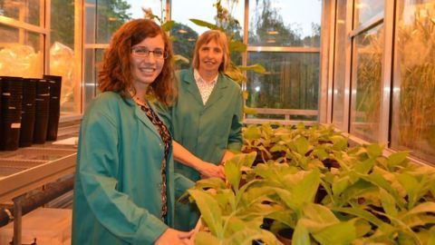 Boosting Crop Production by Relieving Bottlenecks