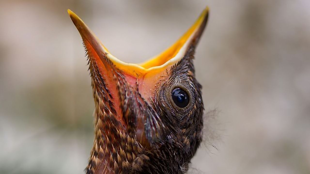 Revealing How Stress Can Curb Appetite