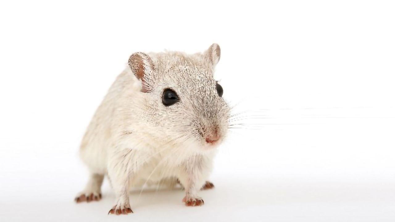 Data Tool Reveals Inaudible Mouse Calls