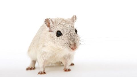 Data Tool Reveals Inaudible Mouse Calls