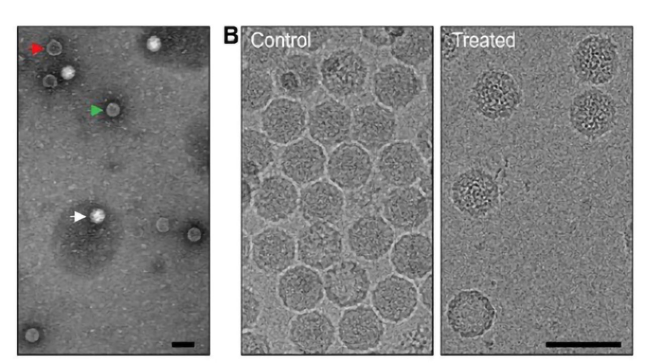 How Do Enteroviruses Infect?
