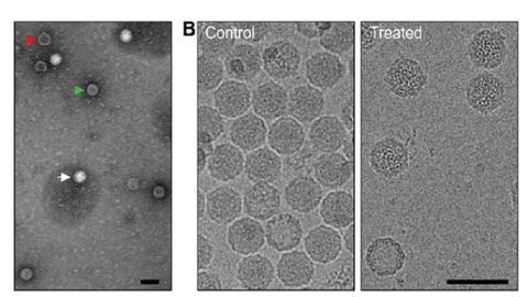 How Do Enteroviruses Infect?