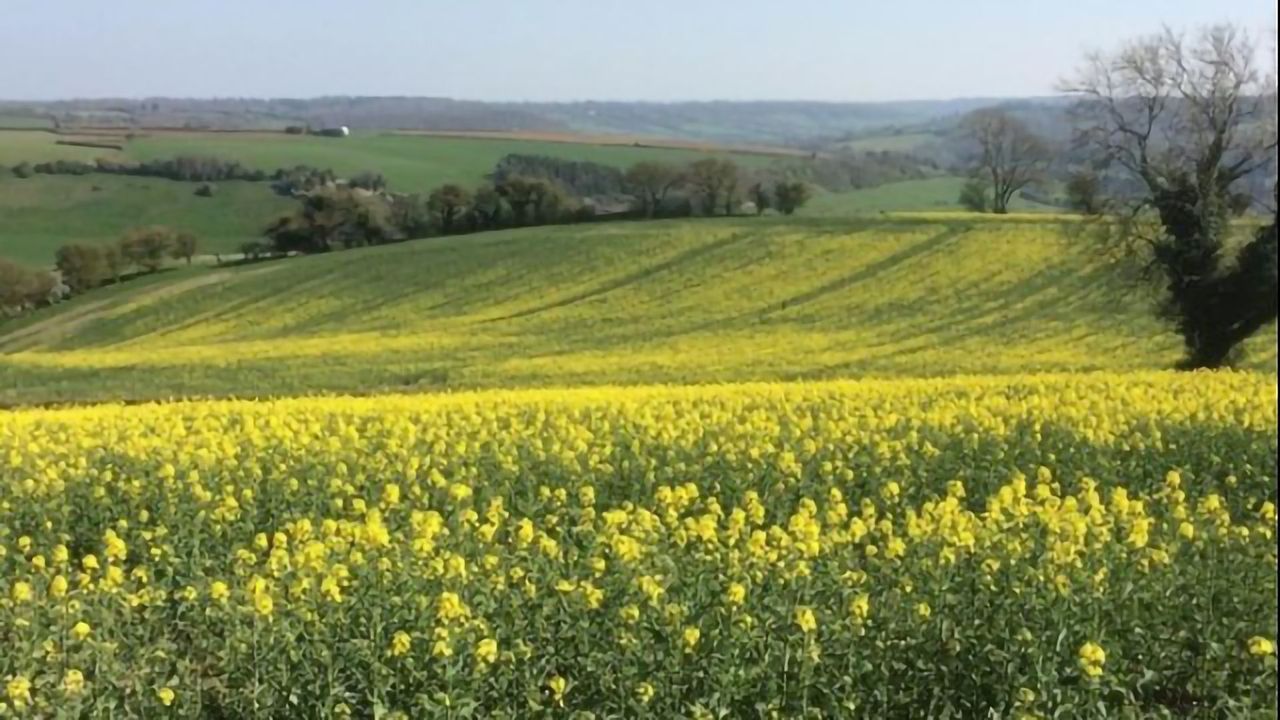 Could Plant Biological Clocks Set the Time for Crop Spraying?
