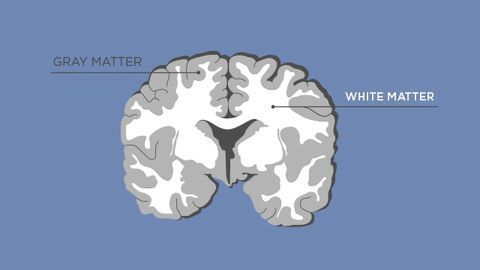 Gray Matter vs White Matter