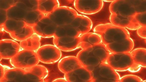 Children With a High Genetic Risk of Developing Type 1 Diabetes Have Different Gut Microbiomes