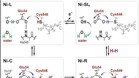 Taking Lessons From Microbes to Improve Biofuel Cells