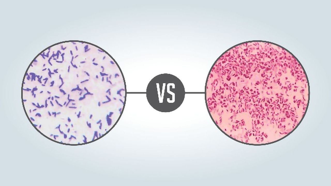 Gram Positive vs Gram Negative
