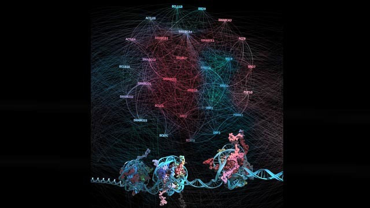 BAFfling Cancer Strategies: New Targets for Chromatin Remodeling Mutations ID'd